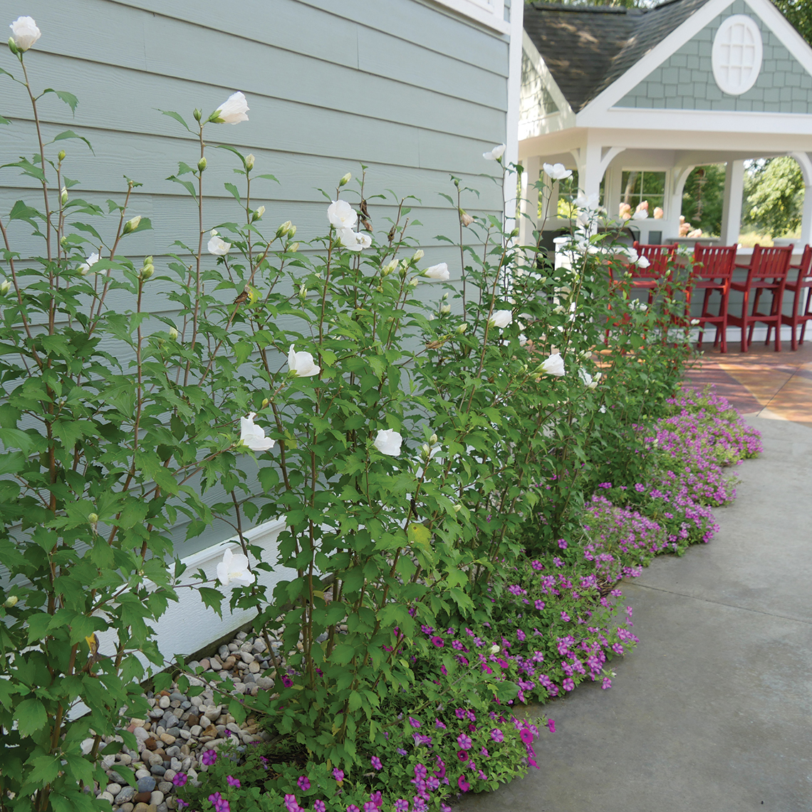 Five White Pillar rose of Sharon growing along a patio showing their narrow columnar habit