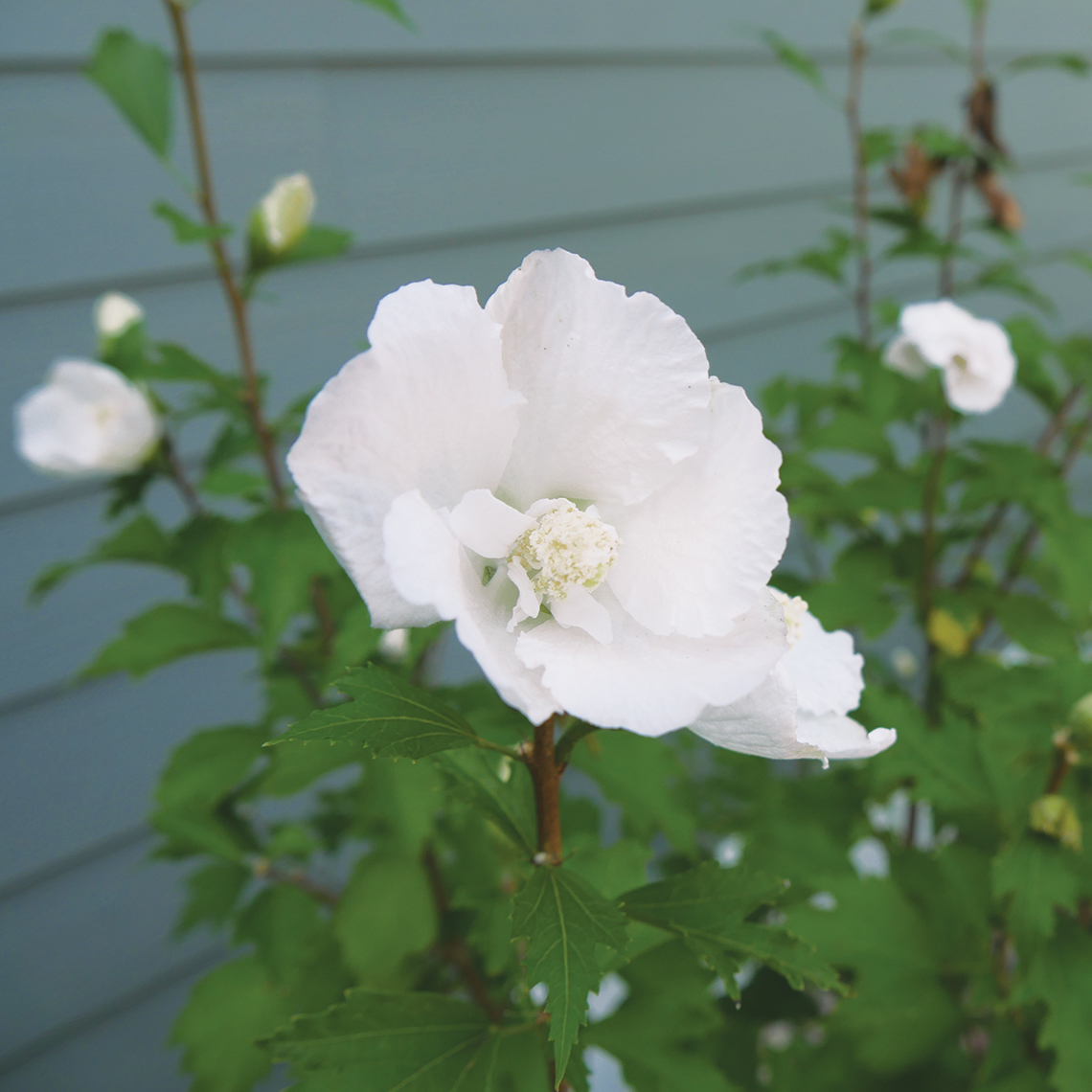 Closeup of the semi double white bloom of White Pillar rose of Sharon