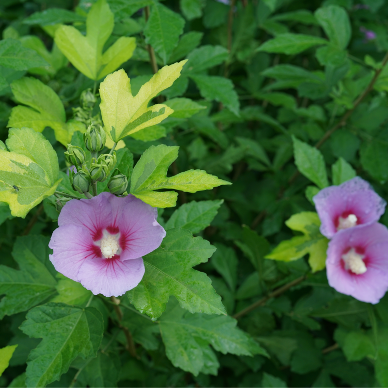 A close up showing the blooms and foliage of Paraplu Adorned. 