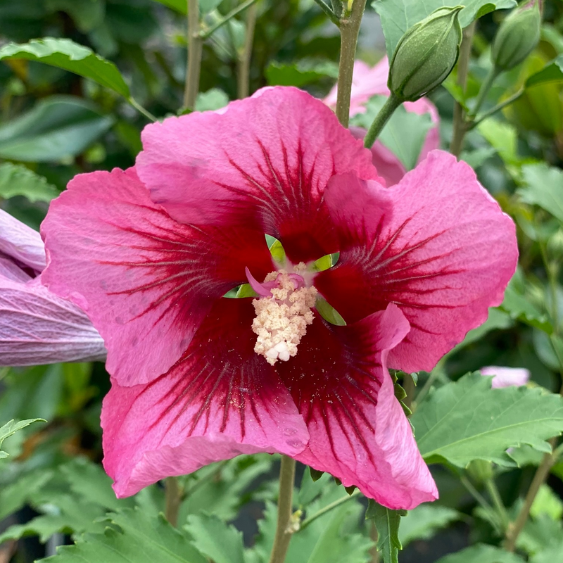 A close up of the bloom of Red Pillar Hibiscus with dark red coloring in the inside of the bloom and light red around the outside.