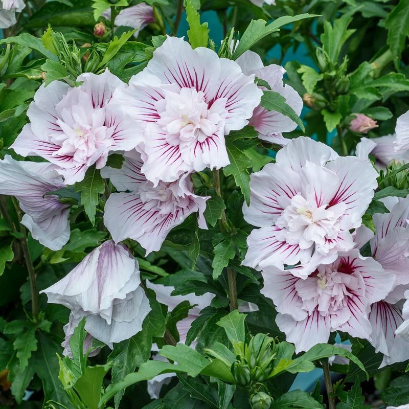 A close up of multiple blooms showing the white blooms with pink veins of Starblast Chiffon Hibiscus.