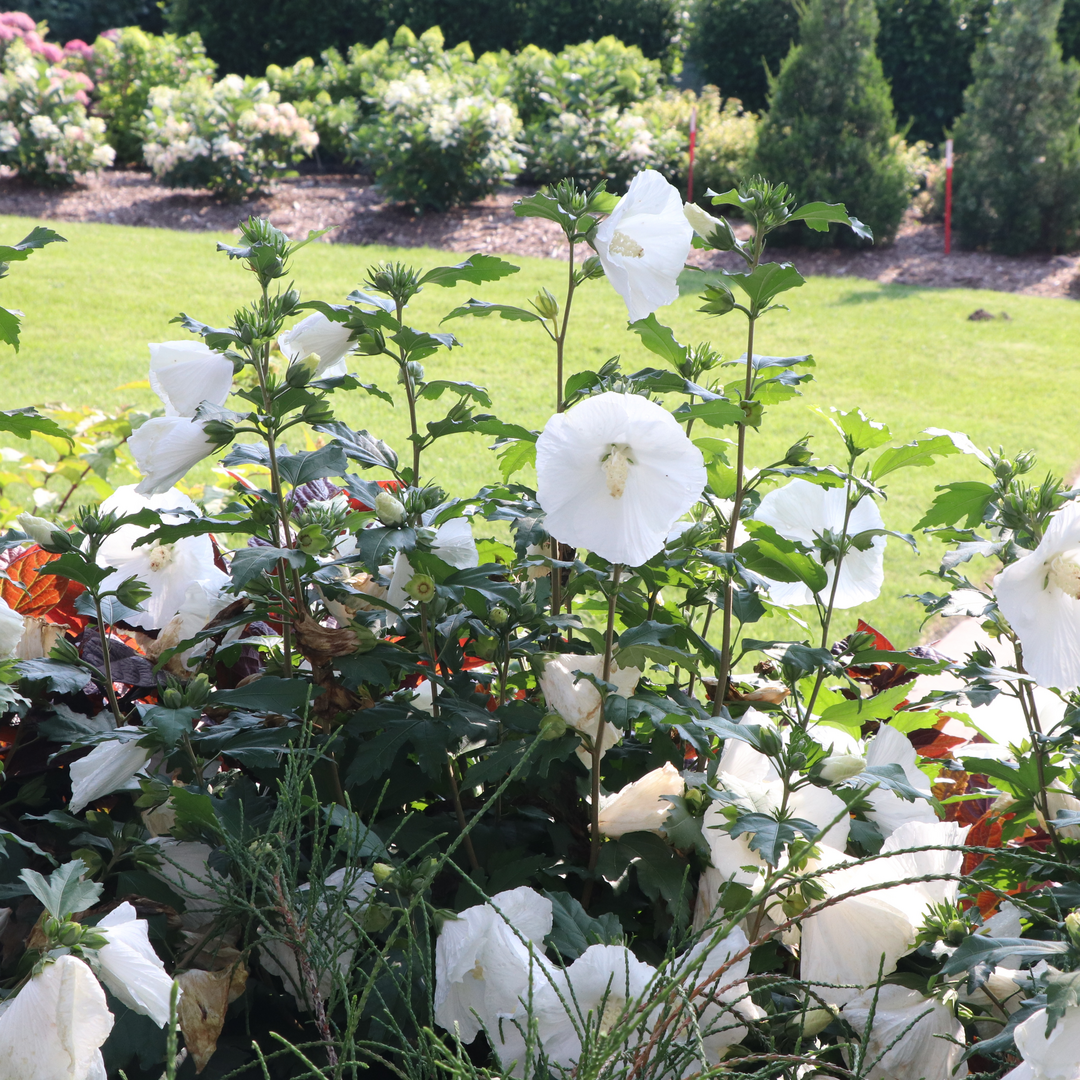 Several white hibiscus flowers bloom along the stems of Paraplu White hibiscus. 