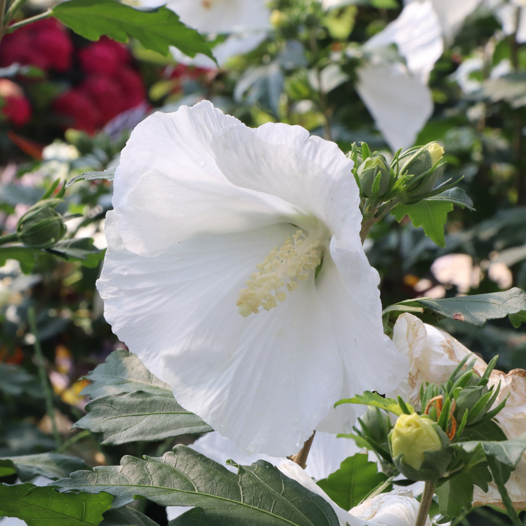 A single white hibiscus flower, newly opened, showing its large size and prominent anthers. 