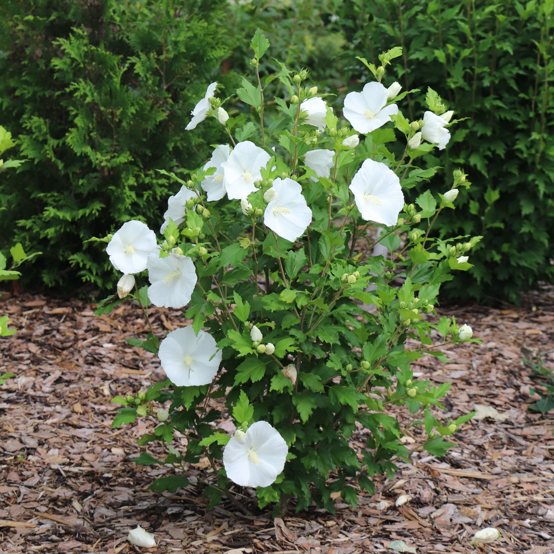 A young Paraplu White hibiscus blooms in a landscape bed surrounded by mulch. 