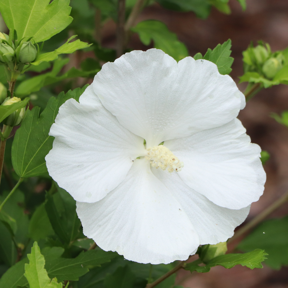 A round white Paraplu Pure White rose of sharon flower with light yellow pollen in the center. 