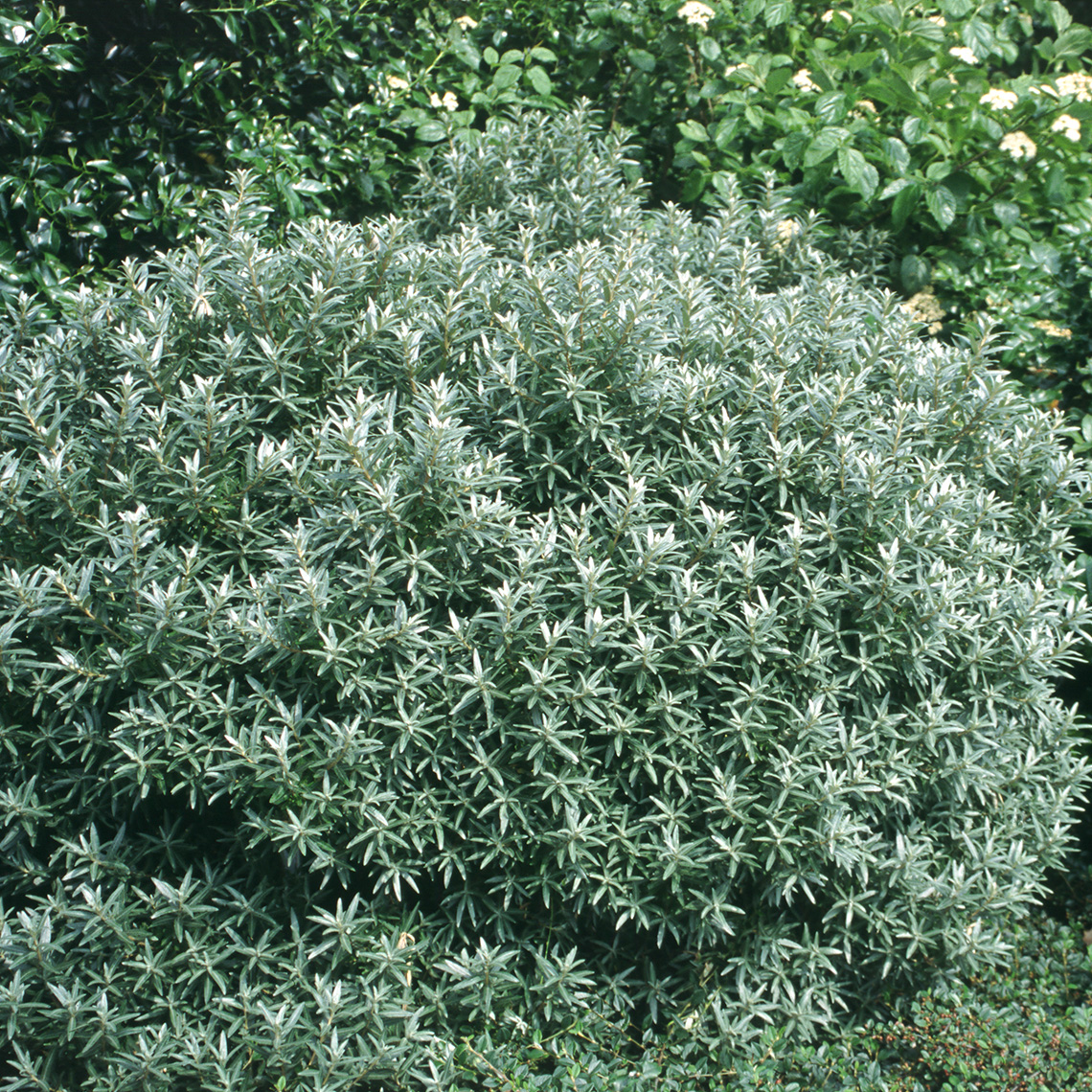 Silver foliaged Sprite sea buckthorn in a landscape showing its unique rounded dwarf habit