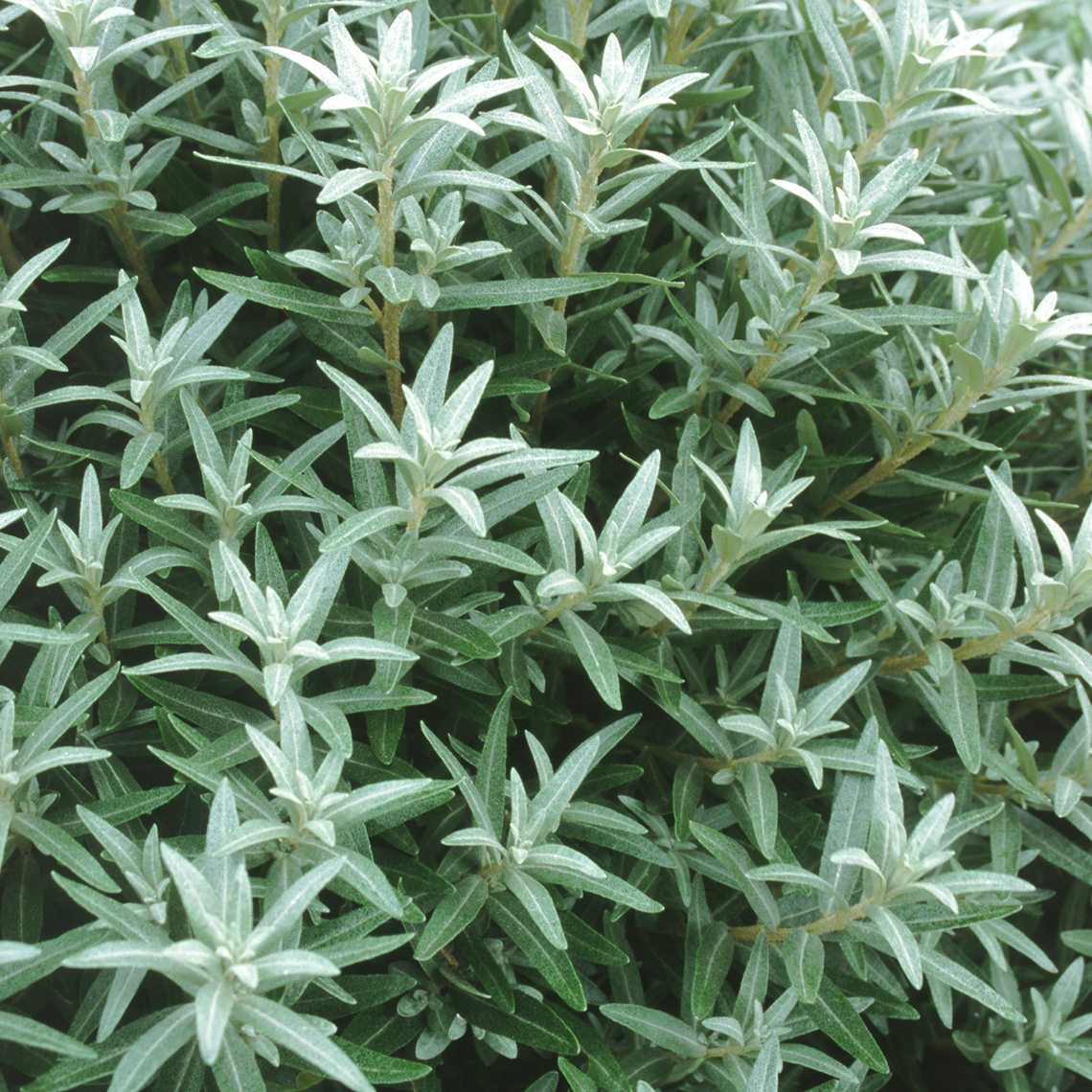 Closeup of the silver foliage of Sprite sea buckthorn
