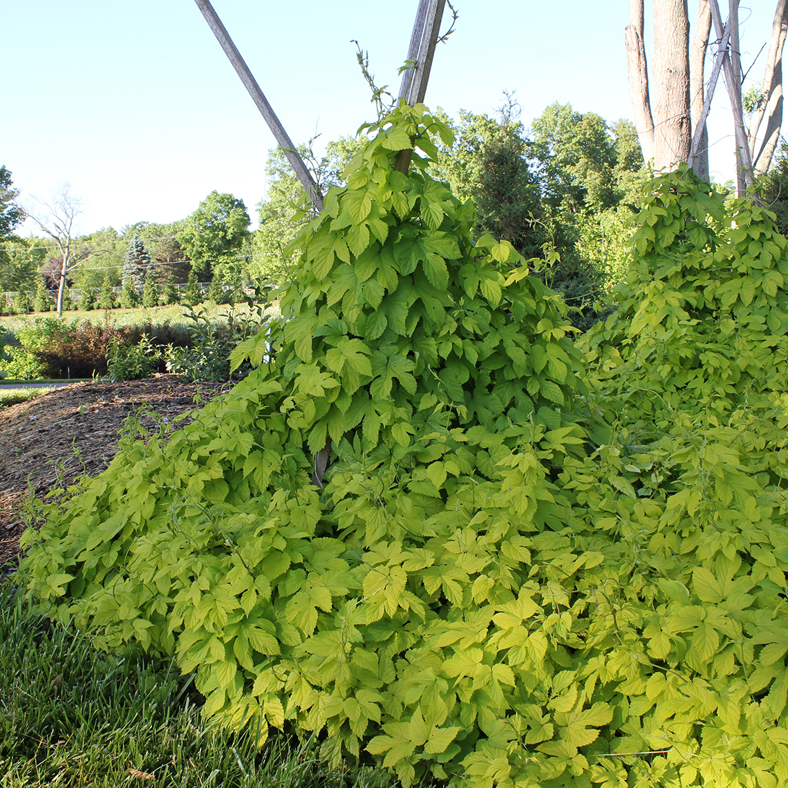 Yellow leafed Summer Shandy hop vine growing on a tripod of stakes in the landscape