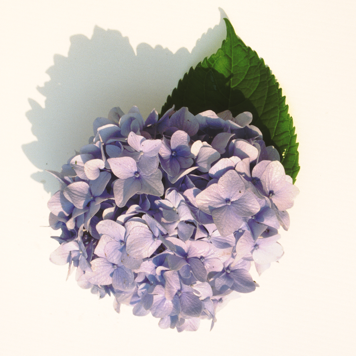 A single purple blue bloom of All Summer Beauty hydrangea