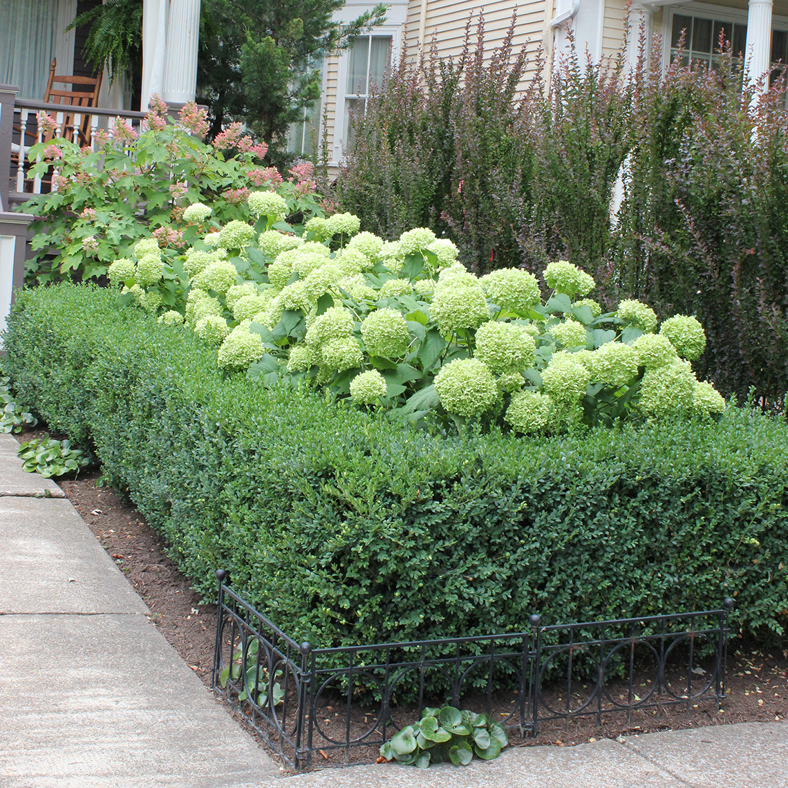 Annabelle hydrangea surrounded by boxwood which is holding up the floppy stems