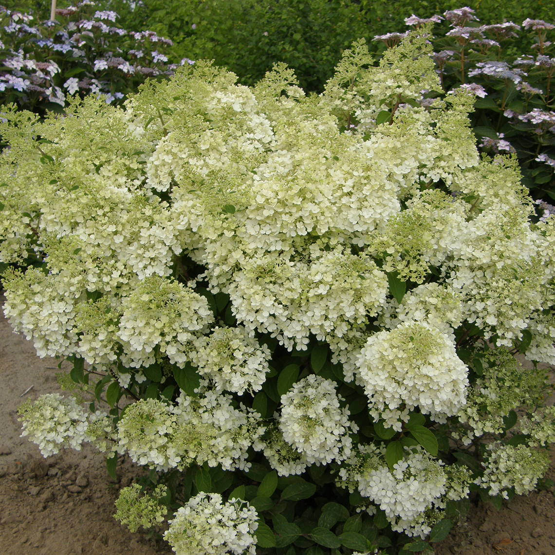 A specimen of Bobo hydrangea that is positively smothered in lacy white mophead blooms