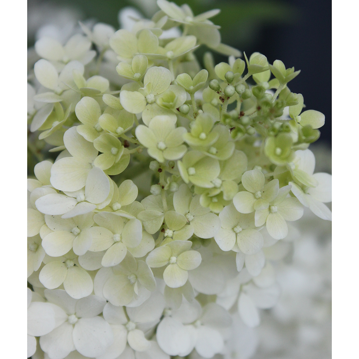 Closeup of the mophead bloom of Bobo panicle hydrangea in its white phase
