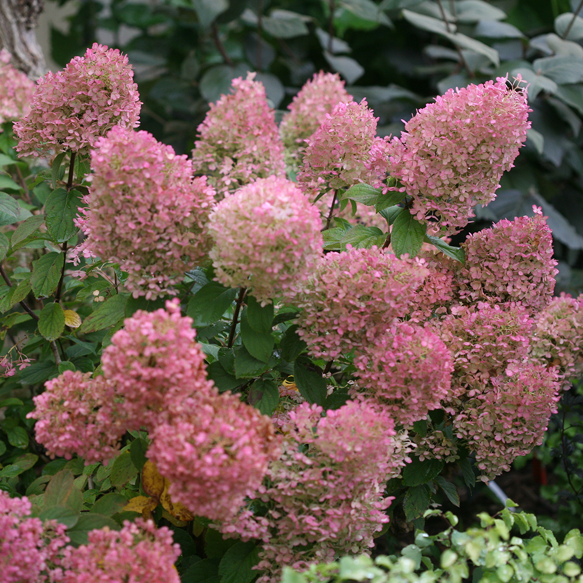 Several blooms of Bobo panicle hydrangea in their pink phase