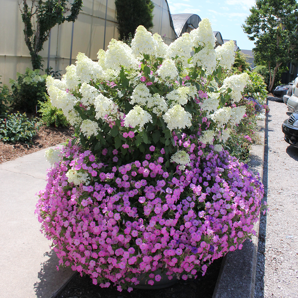 Bobo panicle hydrangea blooming in a large container surrounded by bright pink petunias