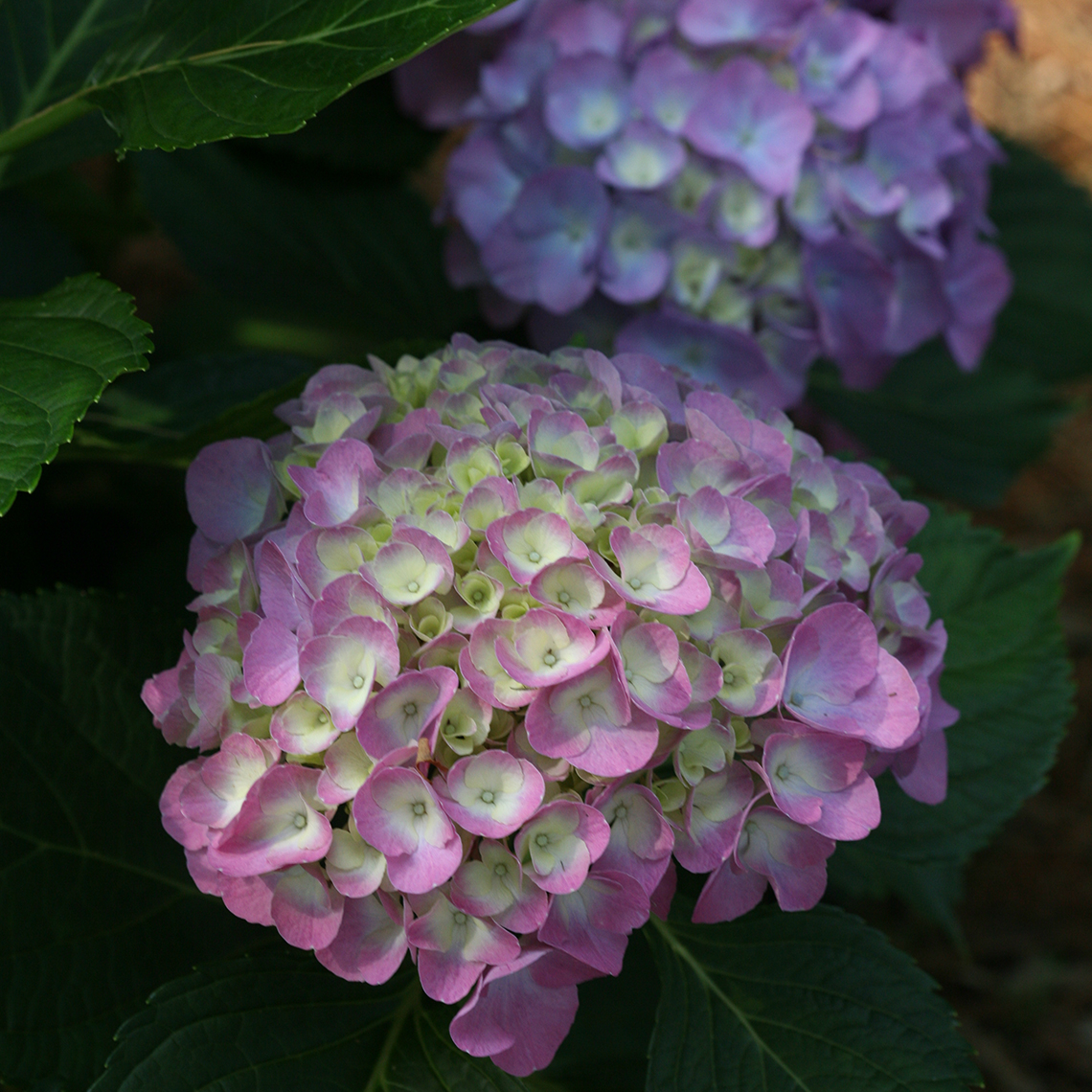 Cityline Berlin hydrangea flowers are pink with a white center