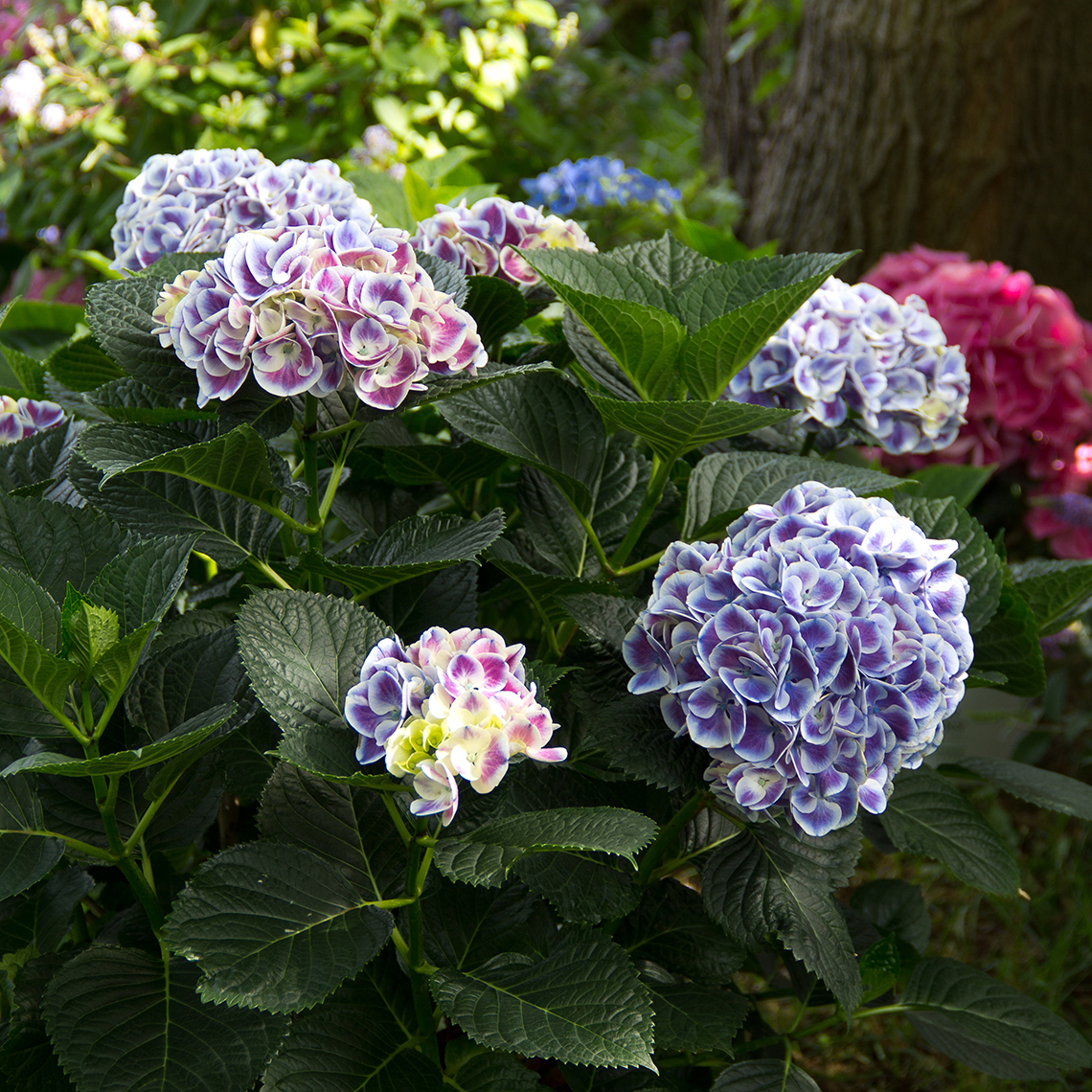 Cityline Mars hydrangea blooming in the landscape showing its unique two toned blooms which are blue and white