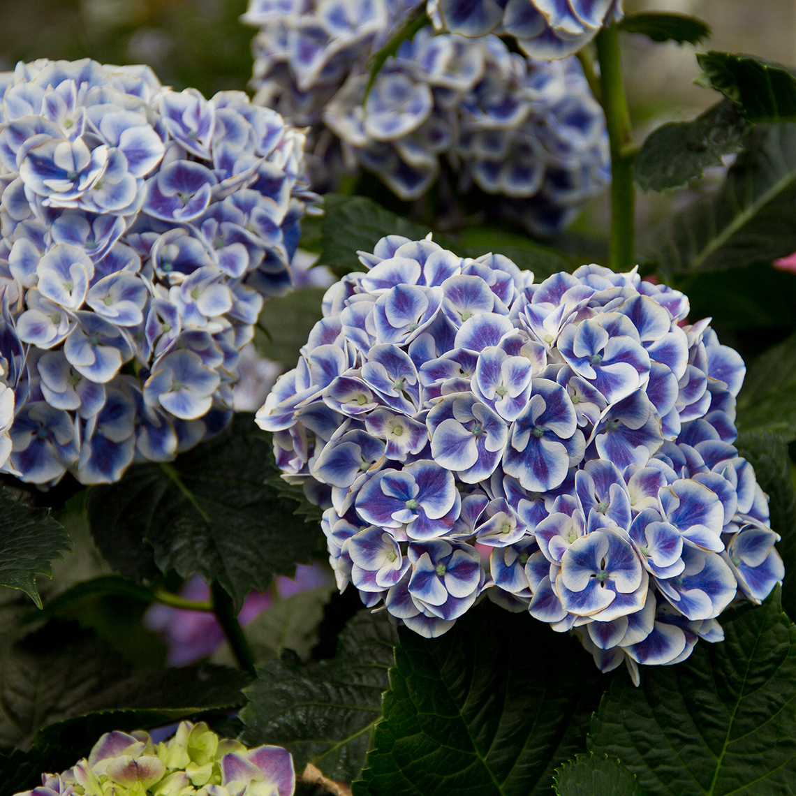 Closeup of the blue version of bicolor Cityline Mars hydrangea with each floret edged in crisp white