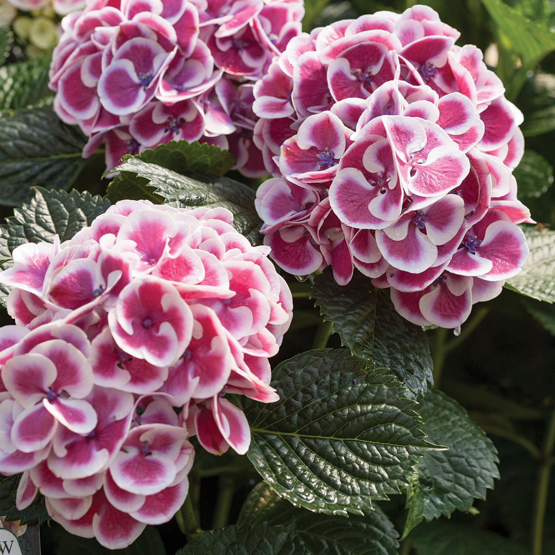 Closeup of the pink version of bicolor Cityline Mars hydrangea with each floret edged in crisp white