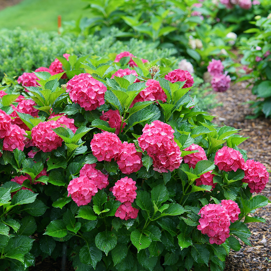 Dwarf Cityline Paris hydrangea blooming in a landscape covered in red flowers