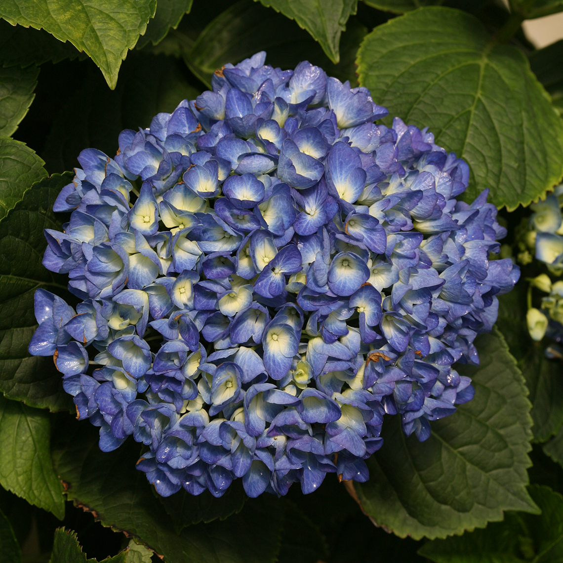 Closeup of one large blue mophead bloom on Cityline Rio hydrangea