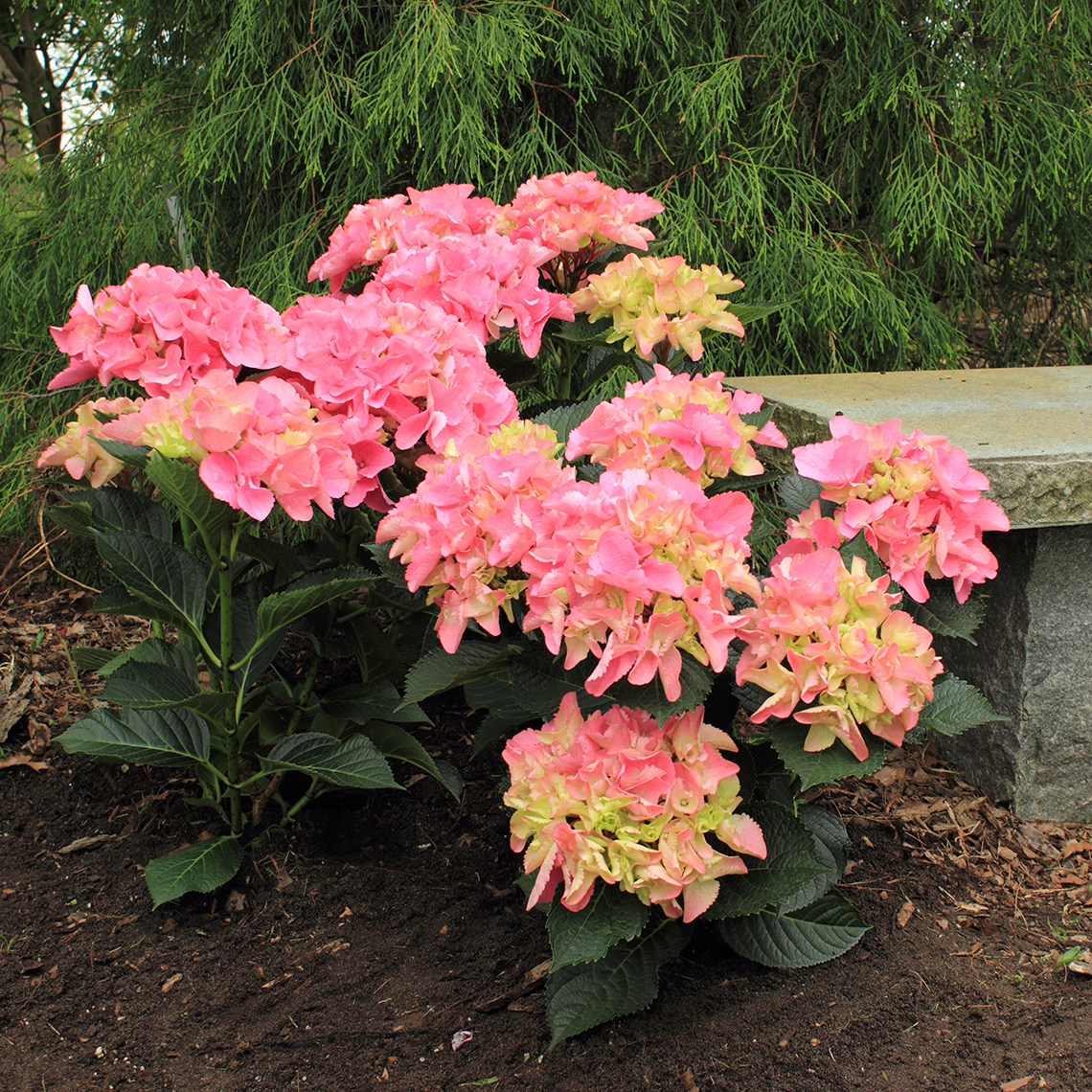 Cityline Venice hydrangea blooming with pink mophead flowers next to a granite bench