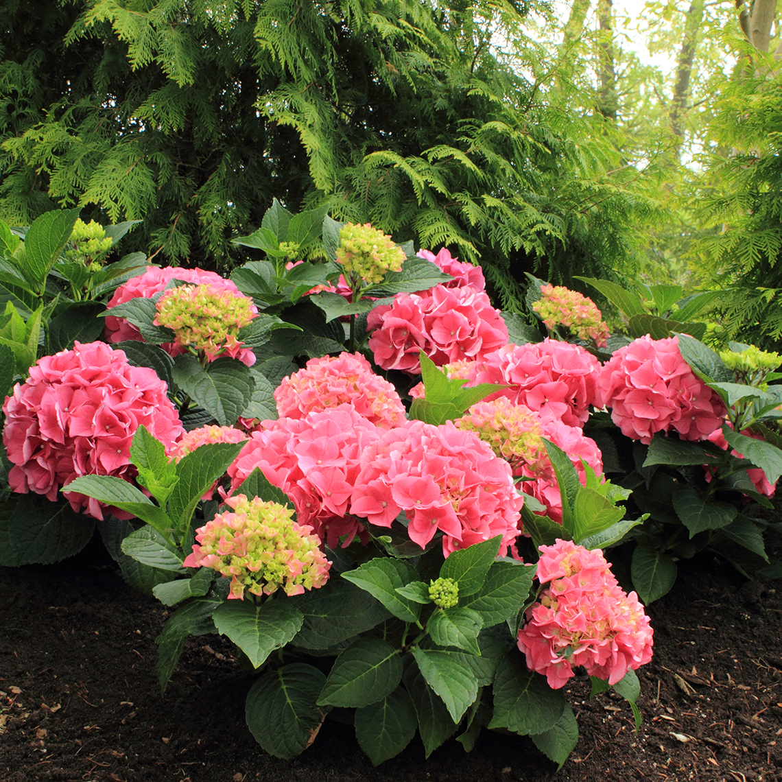 Cityline Vienna hydrangea covered in pink mophead blooms in a landscape against a background of arborvitae