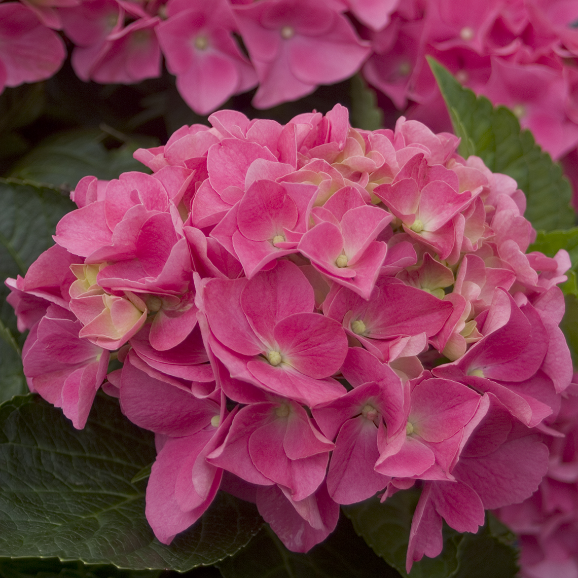 Closeup of the pink flowered version of Cityline Vienna hydrangea