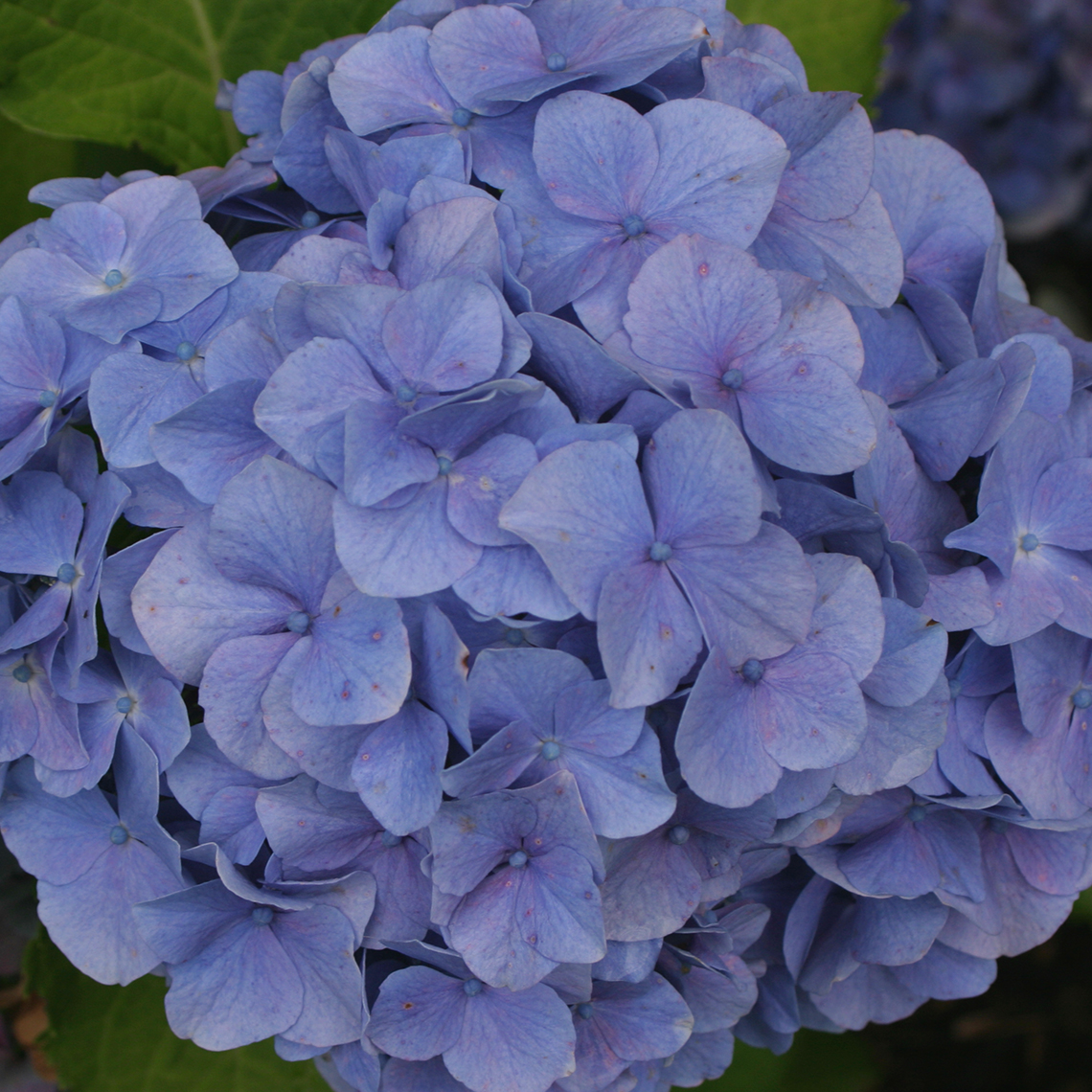 Closeup of the blue flowered version of Cityline Vienna hydrangea