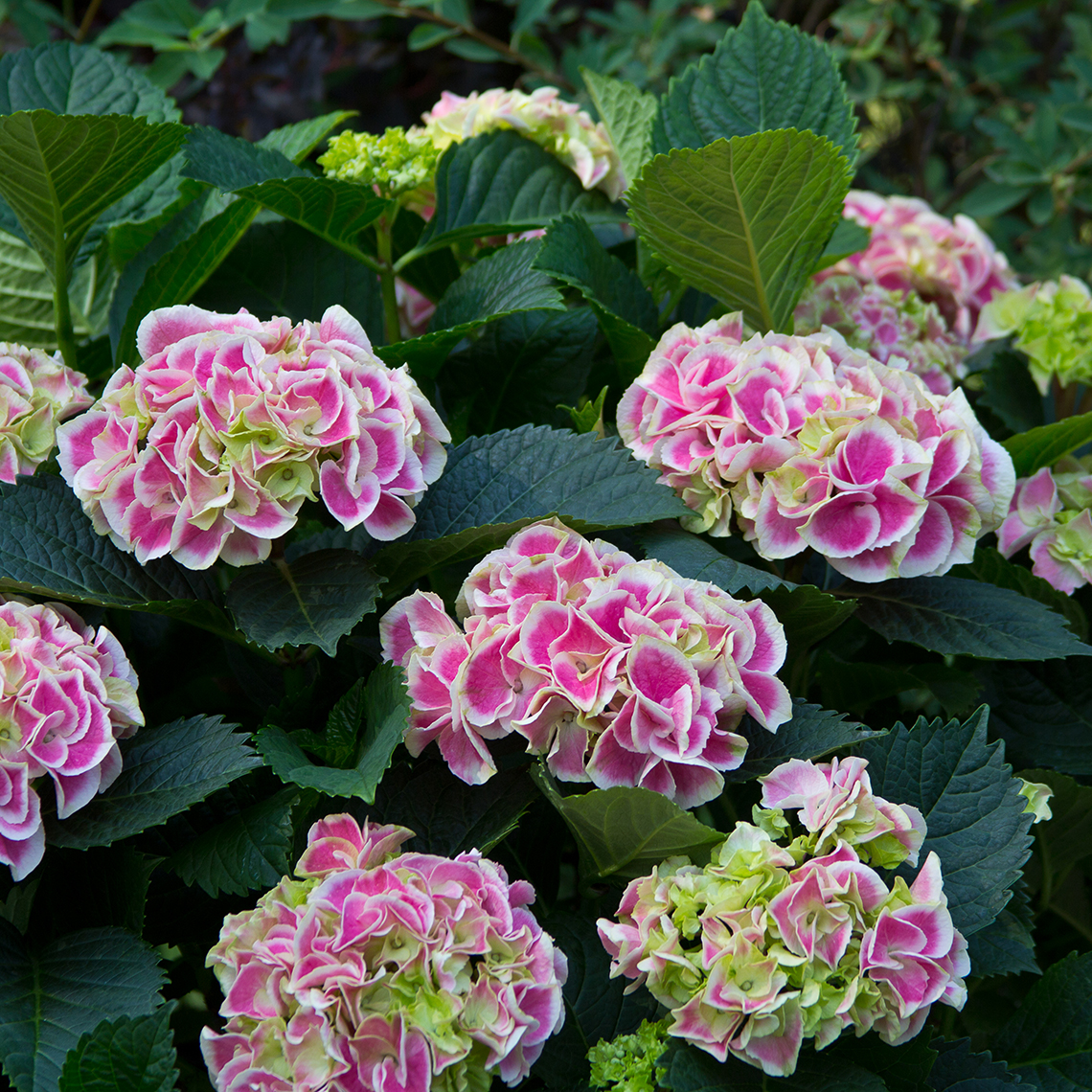 The large mophead pink and white blooms of Edgy Hearts bigleaf hydrangea