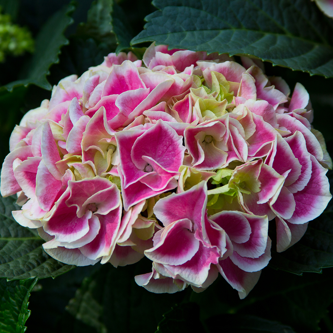 Closeup of the large mophead bloom of Edgy Hearts bigleaf hydrangea with each floret bearing a heart shaped pink marking surrounded by a white margin