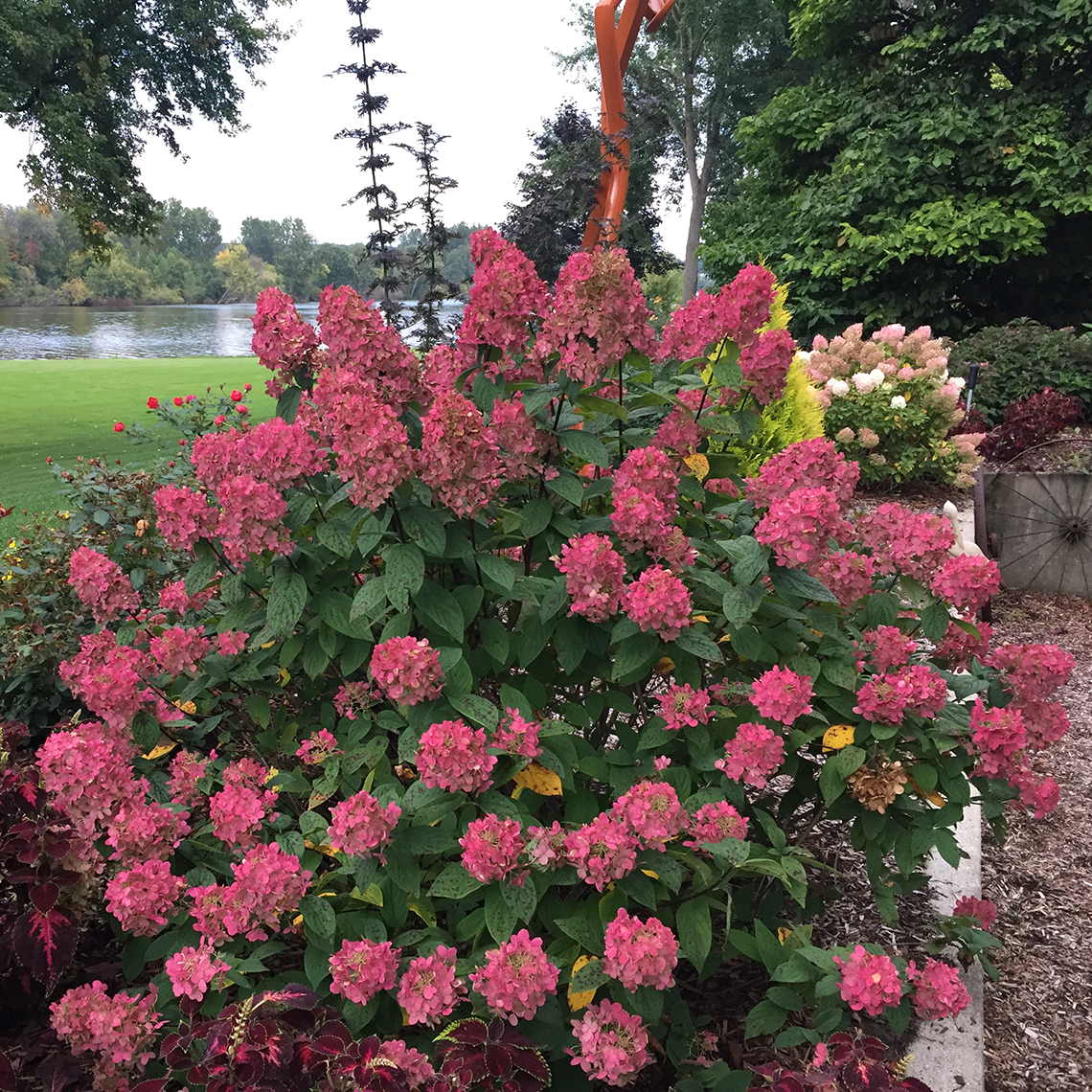 A single specimen of Fire Light panicle hydrangea covered in red mophead blooms