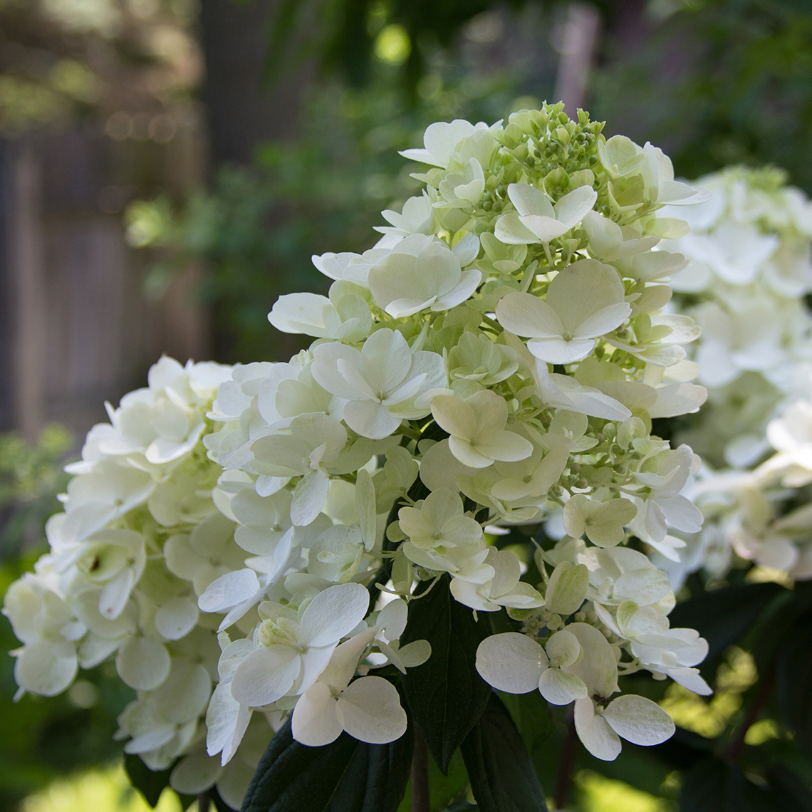Closeup of the flowers of Fire Light panicle hydrangea in their white phase