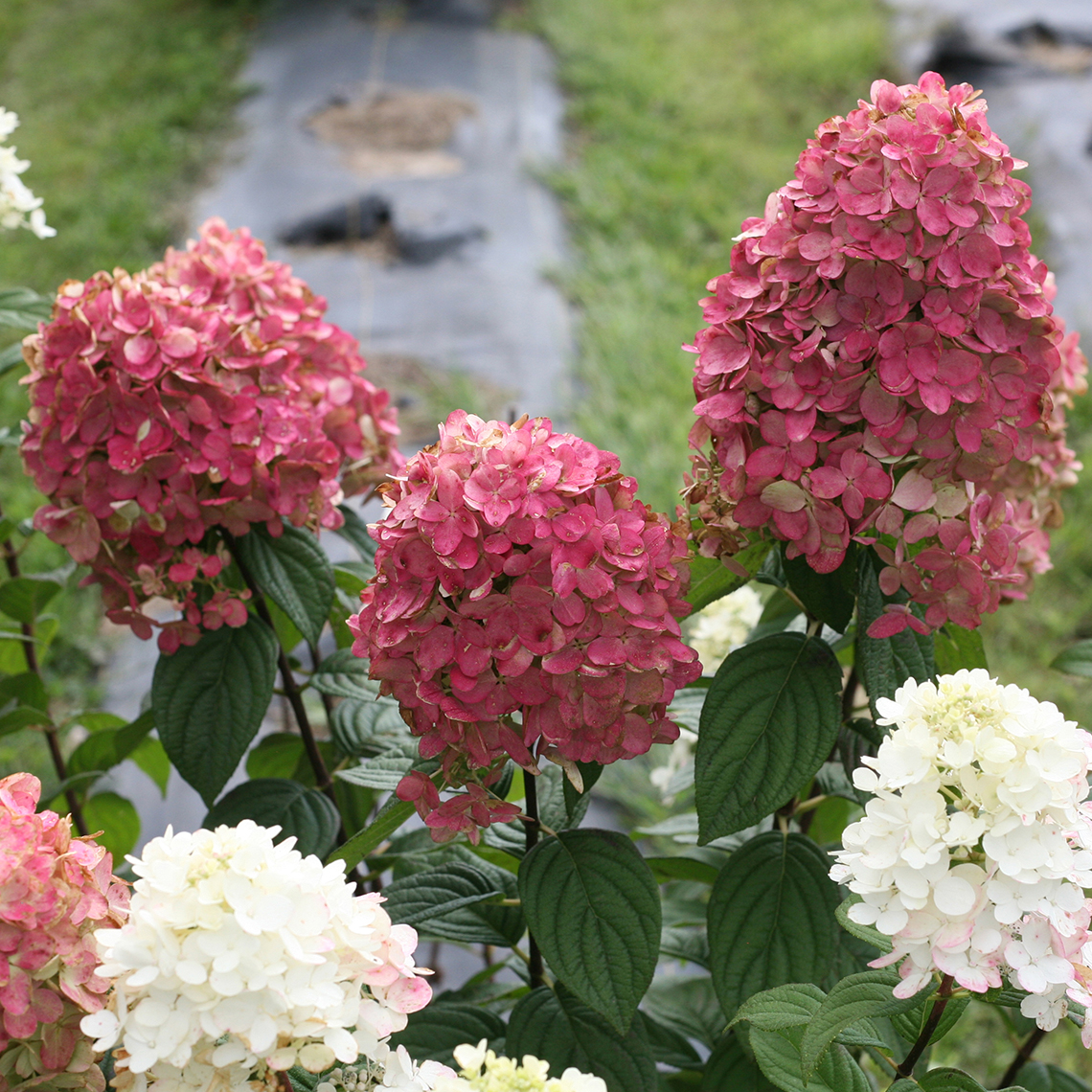 Closeup of the blooms of Fire Light panicle hydrangea showing both the white and red coloration