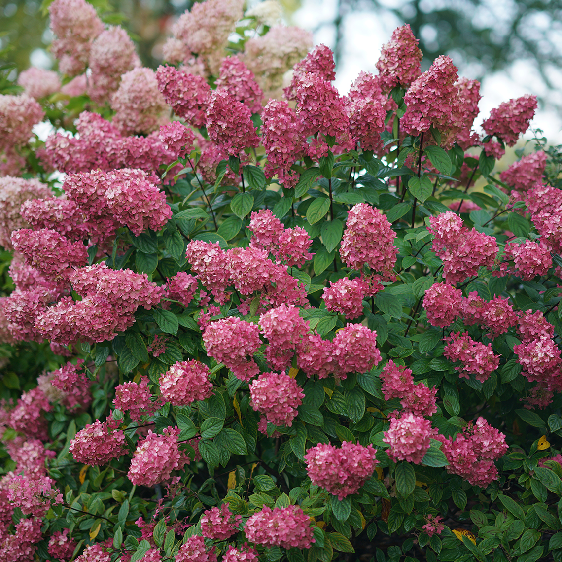 A specimen of Fire Light panicle hydrangea positively smothered in large red mophead blooms