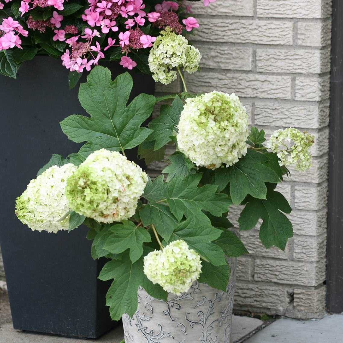 A small specimen of Gatsby Moon oakleaf hydrangea in a decorative container in front of a brick home