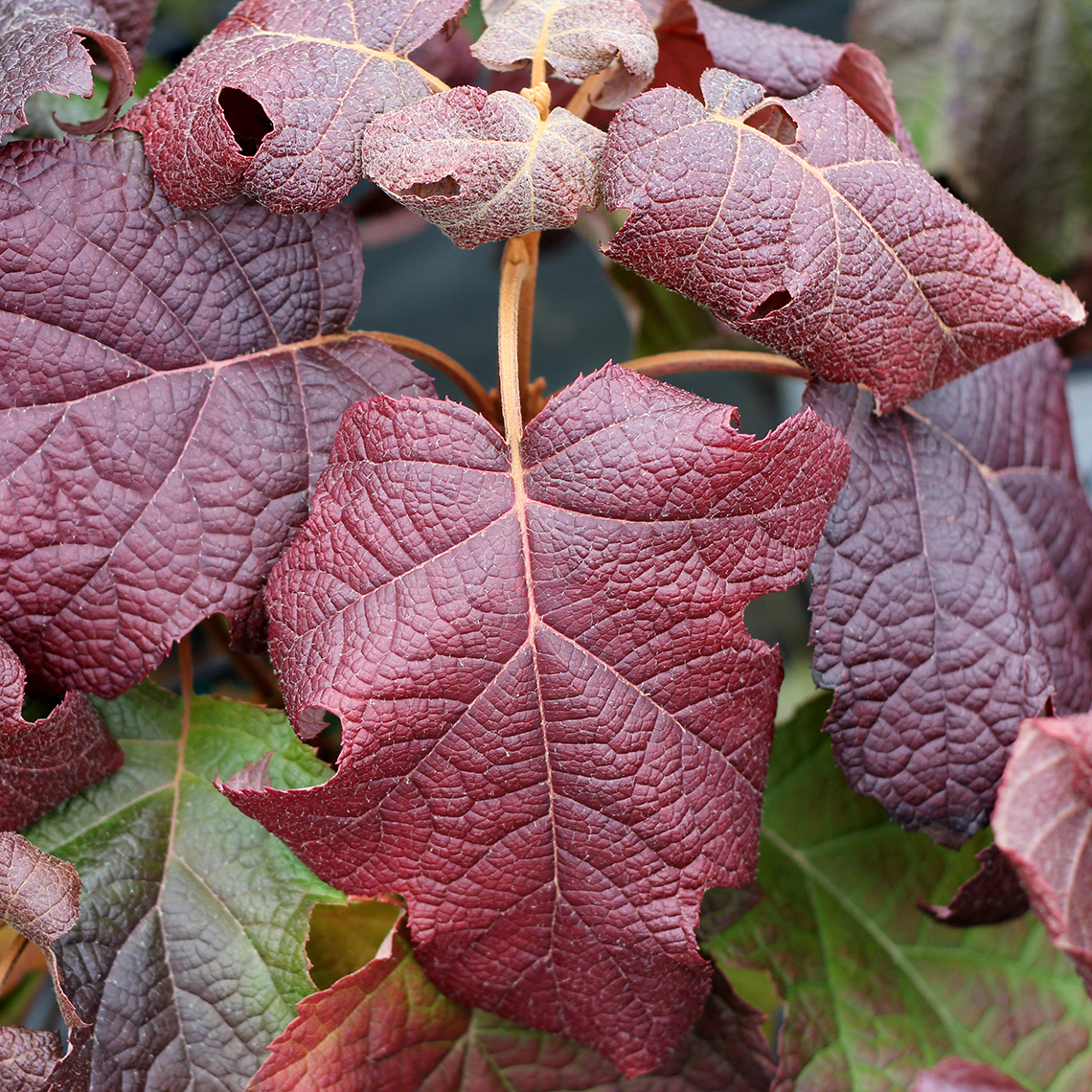 The outstanding red and burgundy fall color of Gatsby Moon oakleaf hydrangea