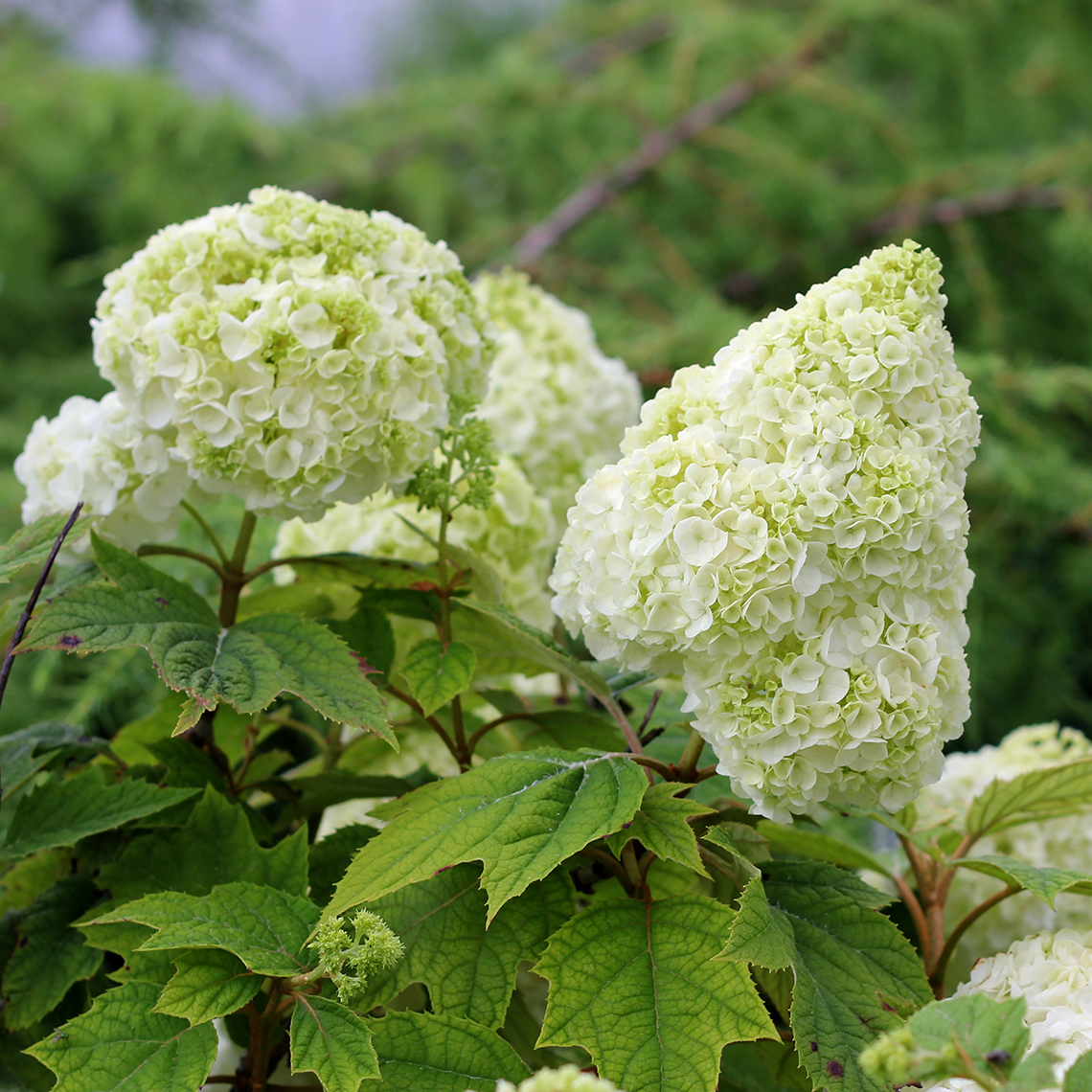 Gatsby Moon oakleaf hydrangea flaunting its large fluffy white mophead blooms in the landscape