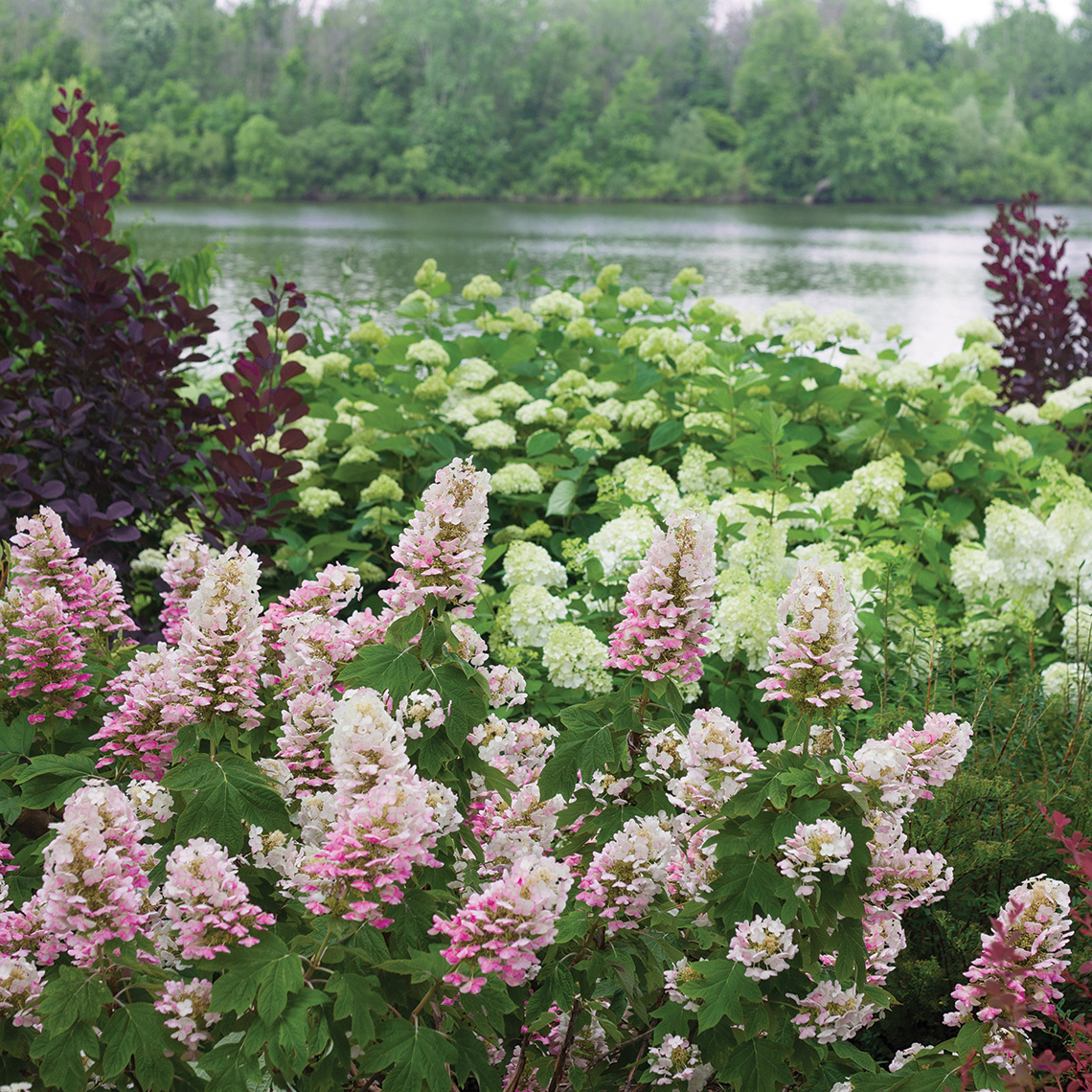 Gatsby Pink oakleaf hydrangea beginign to take on pink flower color in the landscape with the Grand River behind it