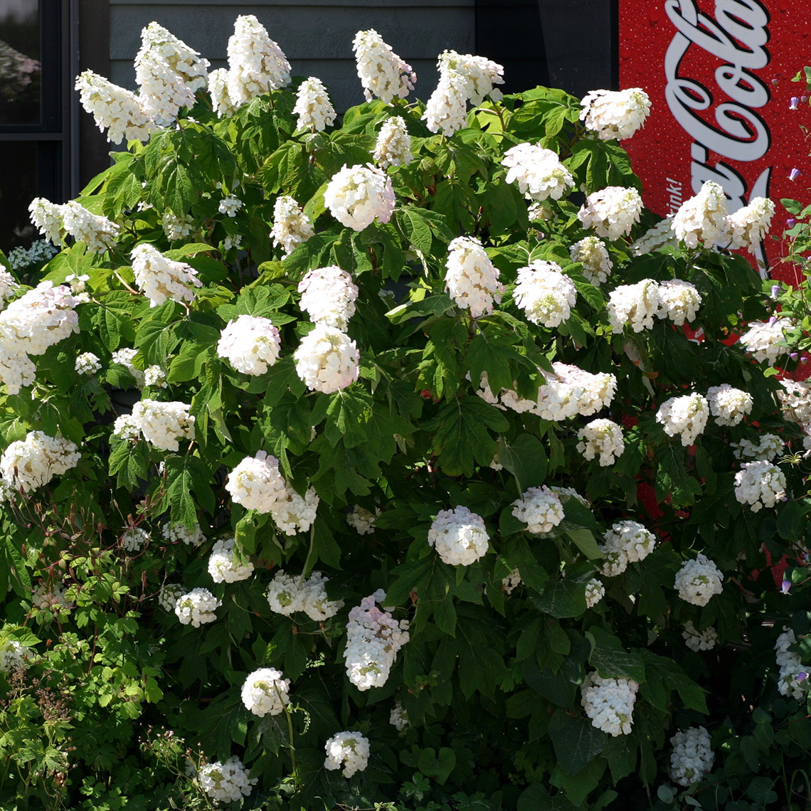 Gatsby Pink oakleaf hydrangea in full bloom with white flowers and a red coca cola machine behind it