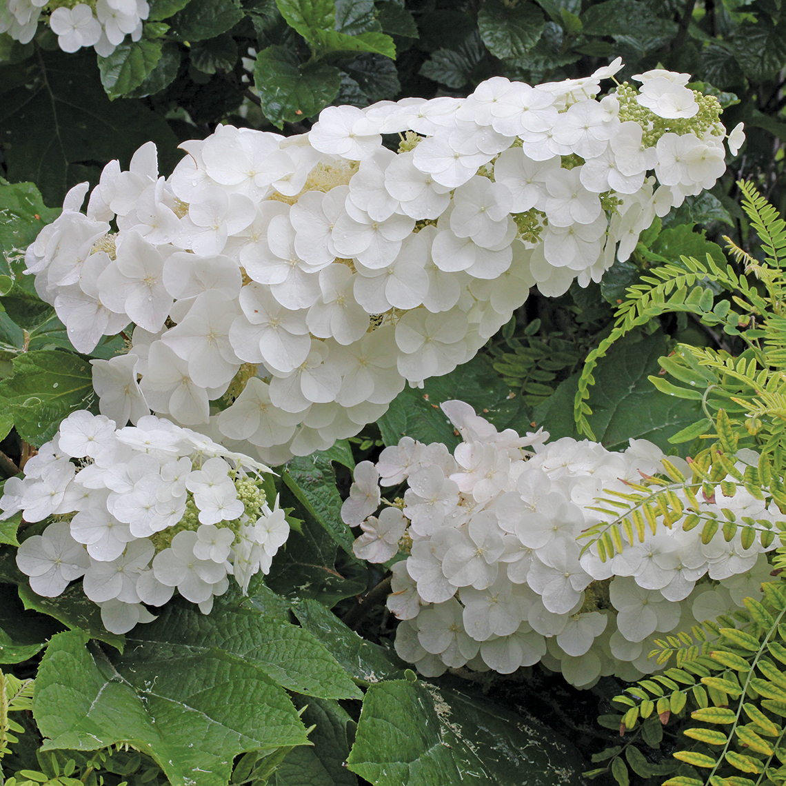 Closeup of the white phase of Gatsby Pink oakleaf hydrangea lacecap flowers