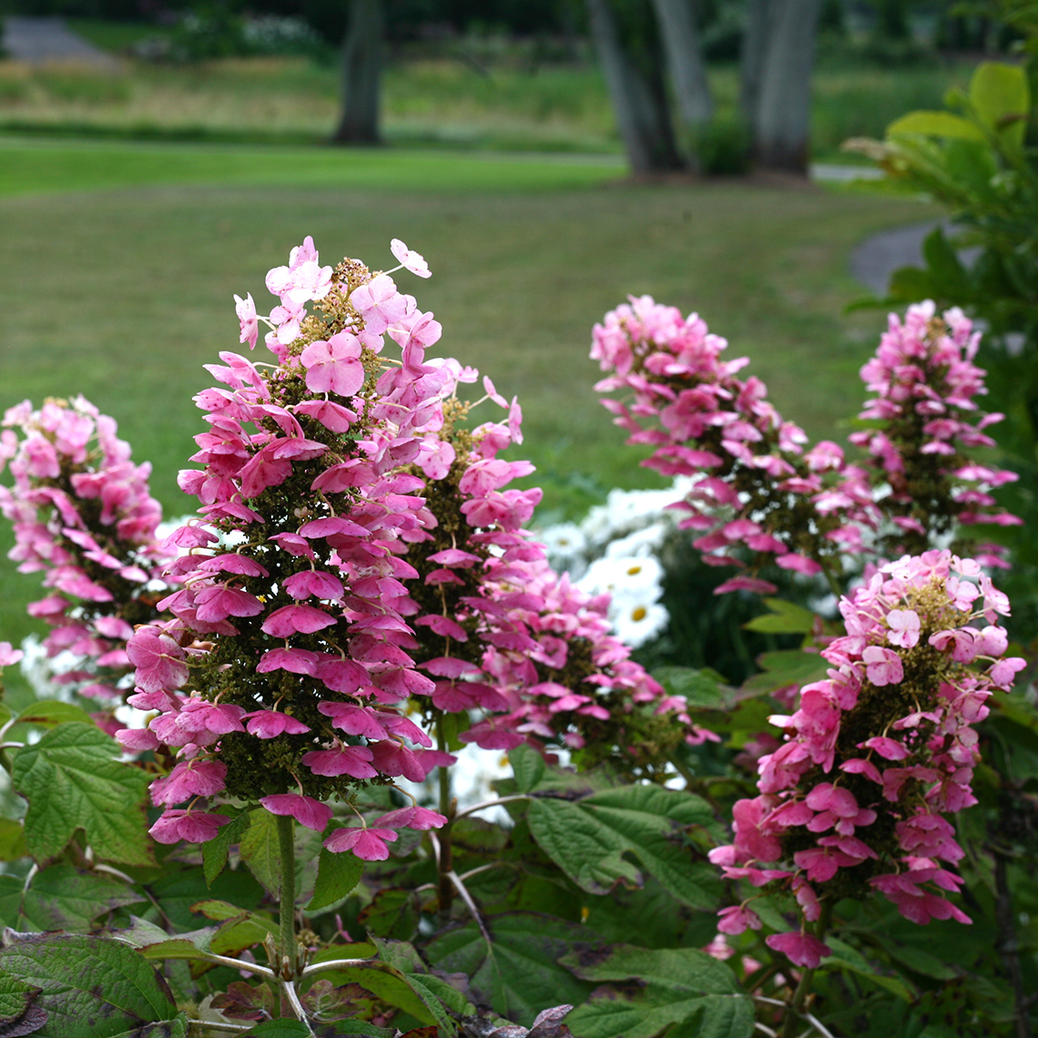 The deep pink phase of Gatsby Pink oakleaf hydrangea lacecap flowers