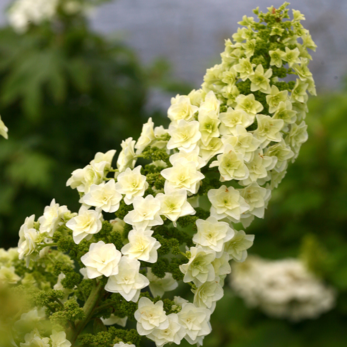 An inflorescence of Gatsby Star oakleaf hydrangea with its stacked double florets clearly visible