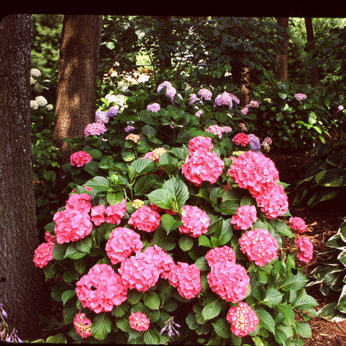 A specimen of Glowing Embers hydrangea blooming with pink flowers in a wooded garden