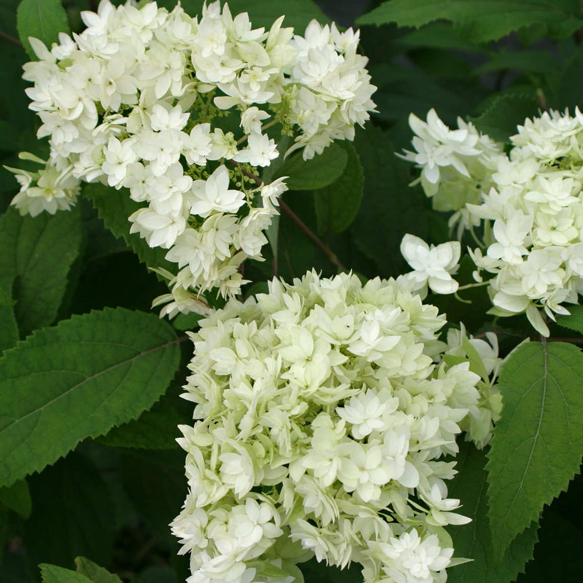 Three flowers of Hayes Starburst hydrangea showing their unique double florets