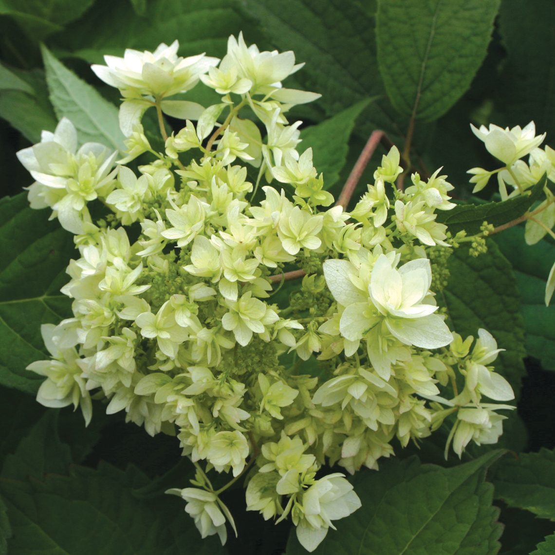 Closeup of the unusual doubled blooms of Hayes Starburst hydrangea
