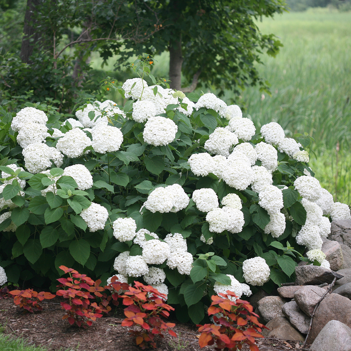 A specimen of Incrediball hydrangea covered in large white blooms