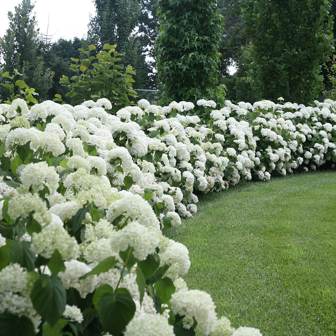 A curving hedge of several Incrediball hydrangea in full bloom in summer