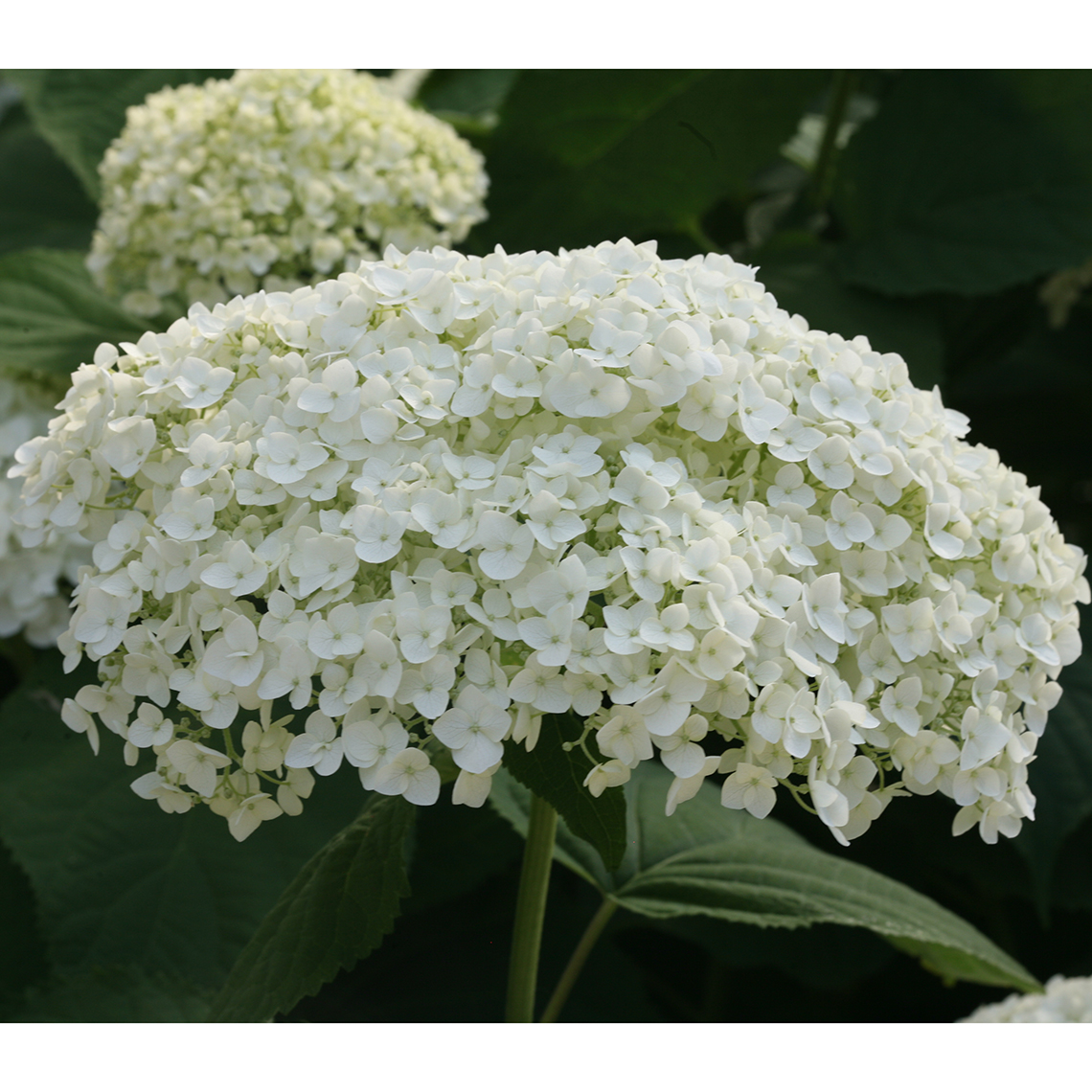 Closeup of a large bloom of Incrediball hydrangea