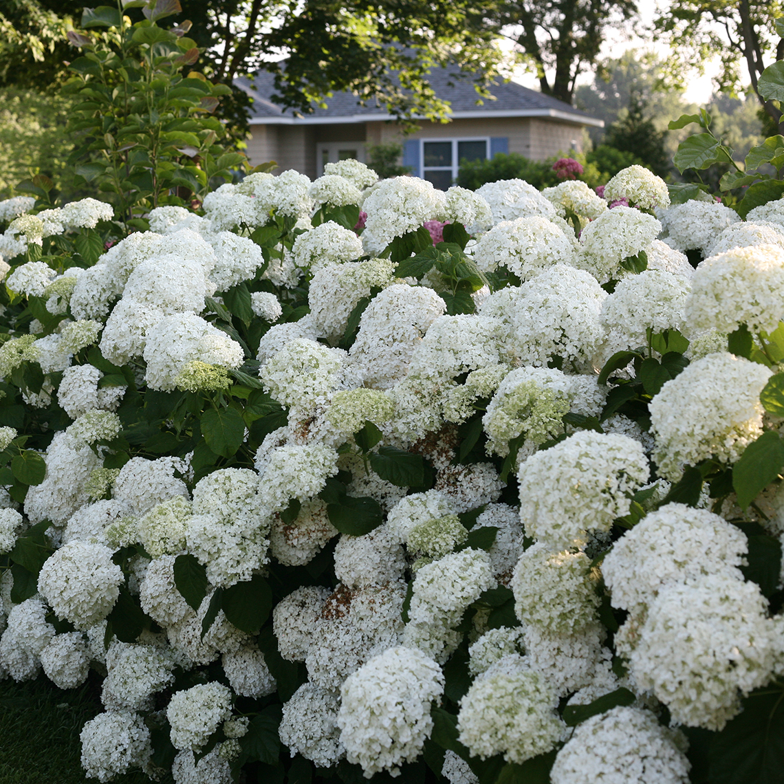 A very large specimen of Incrediball hydrangea covered in enormous white flowers with a yellow house with blue shutters in the background