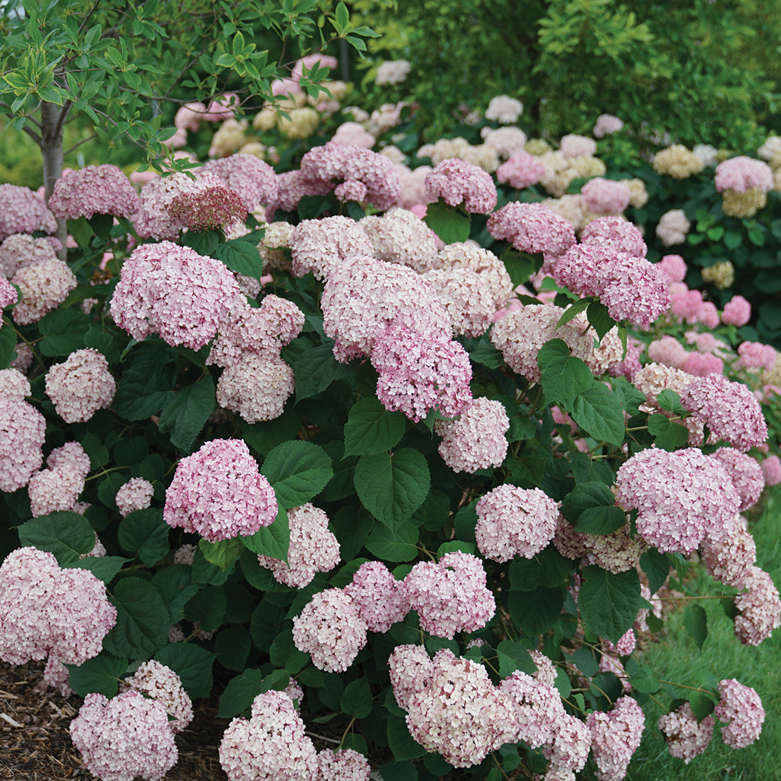 A specimen of Incrediball Blush hydrangea covered in large pink blooms
